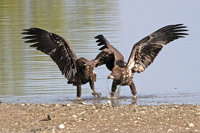 Juvenile Bald Eagle, tussle Long Island New York